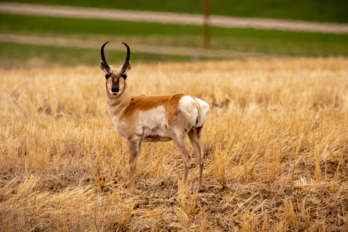 25 Questions to Ask Before Booking a Pronghorn Hunt
