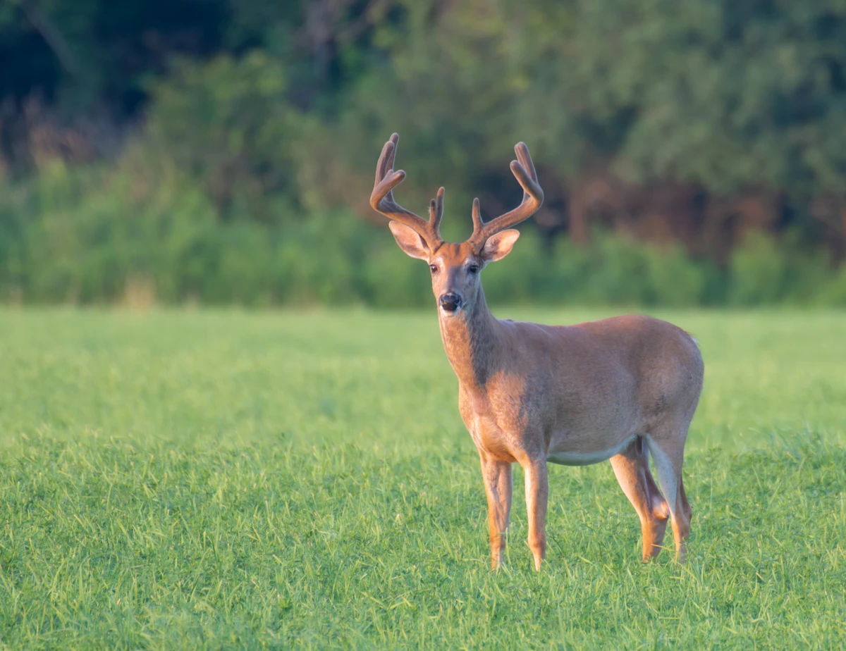 Reading Deer Feeding Patterns to Predict Movement and Plan Your Hunt