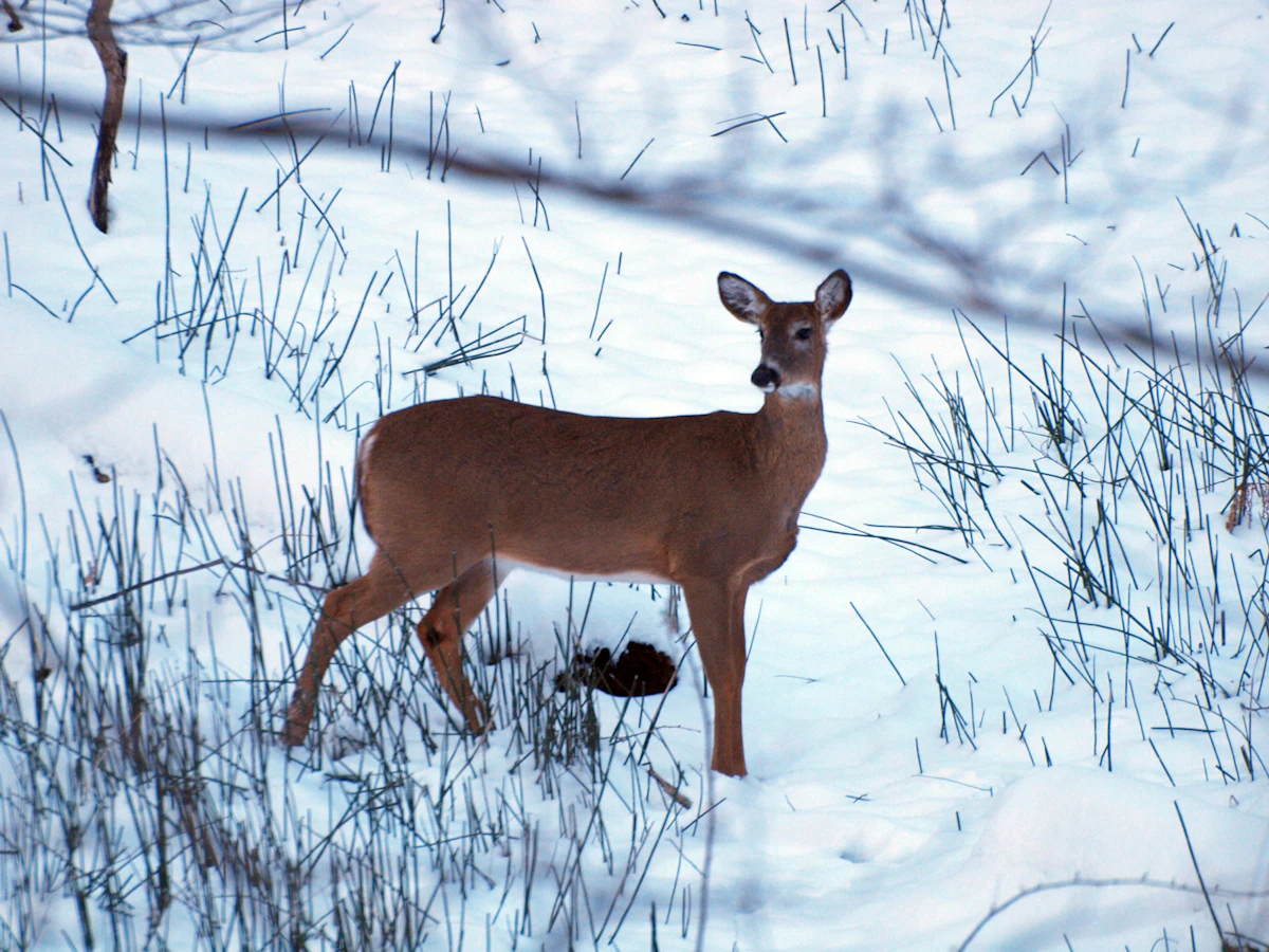 Reading Whitetail Sign: A Complete Field Guide for Deer Hunters