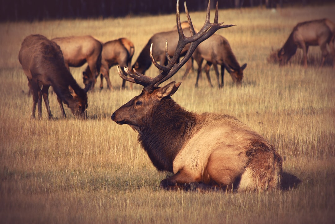 Resident vs. Nonresident Elk Hunting: Understanding Tag Allocation Across Western States