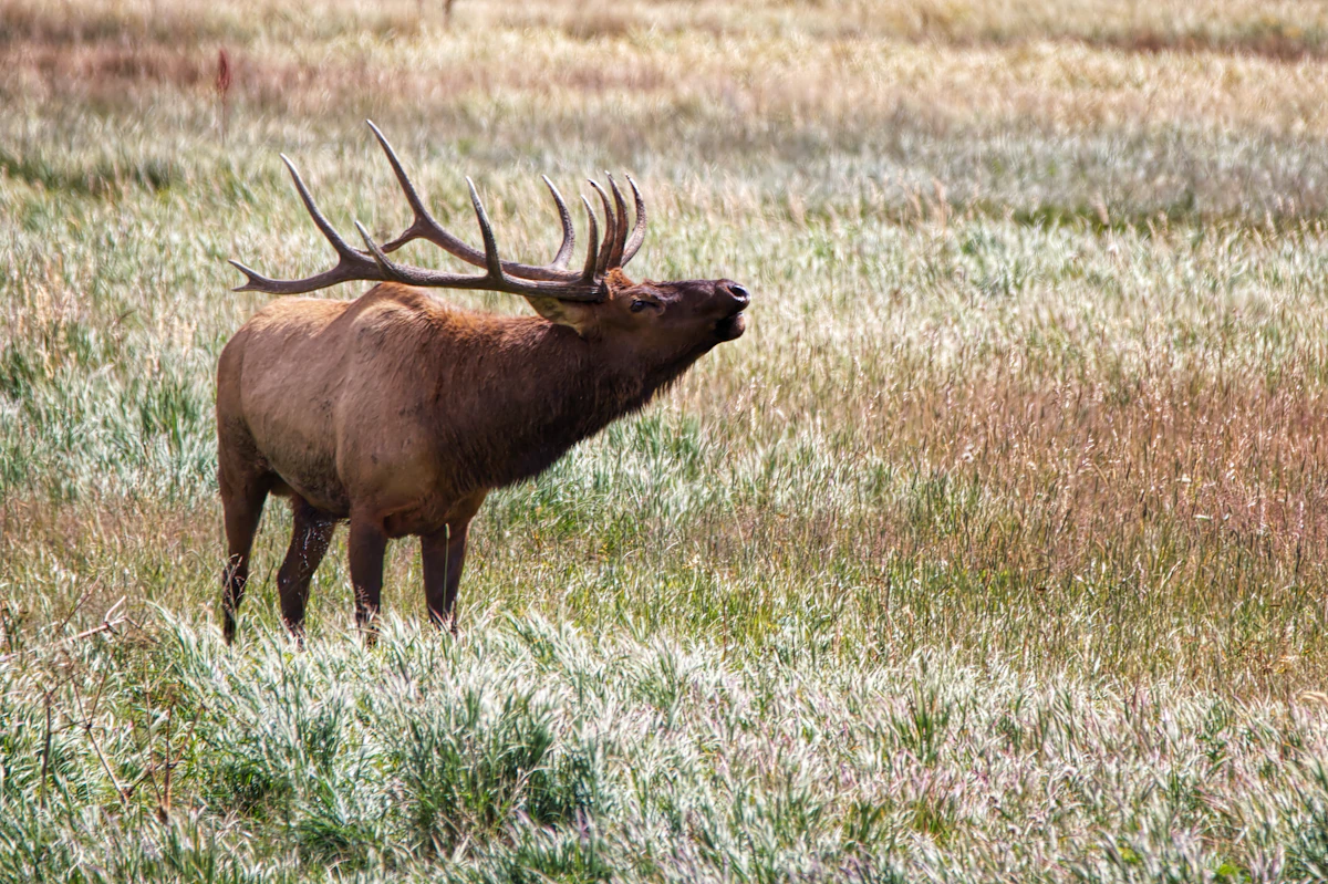 Rifle Elk Hunting Idaho 2027: What Hunters Need to Know