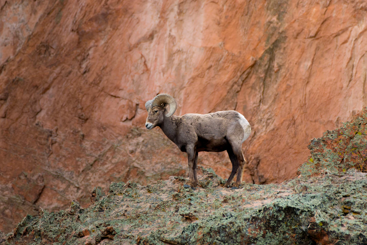 Rocky Mountain Bighorn Sheep Hunting in Colorado: Units, Draw Odds, Seasons, Gear, and Strategy