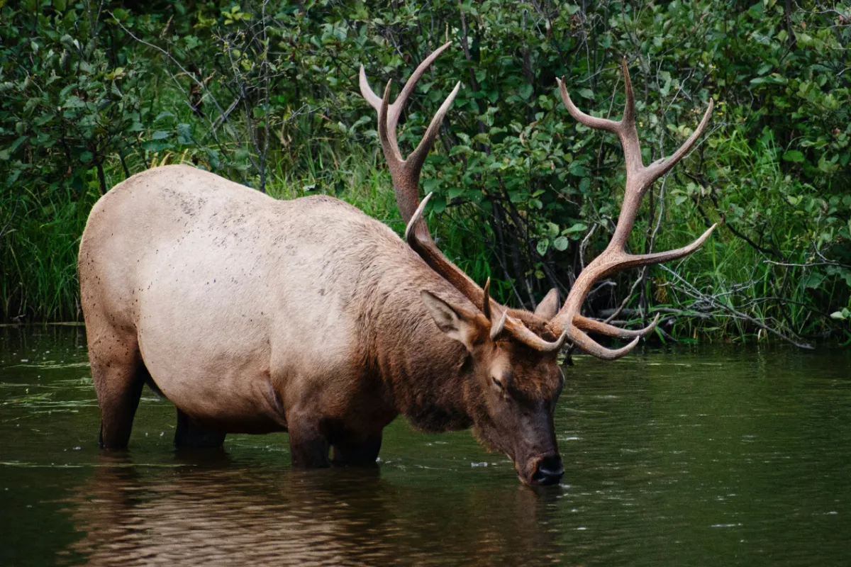 Scouting Water Sources: The Real Key to Finding Western Big Game in 2026