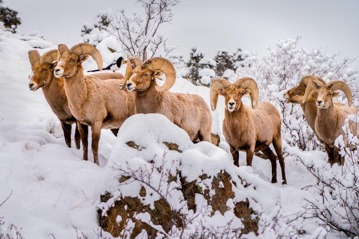 Sheep Hunting Gear: Complete Equipment List for Alpine Success