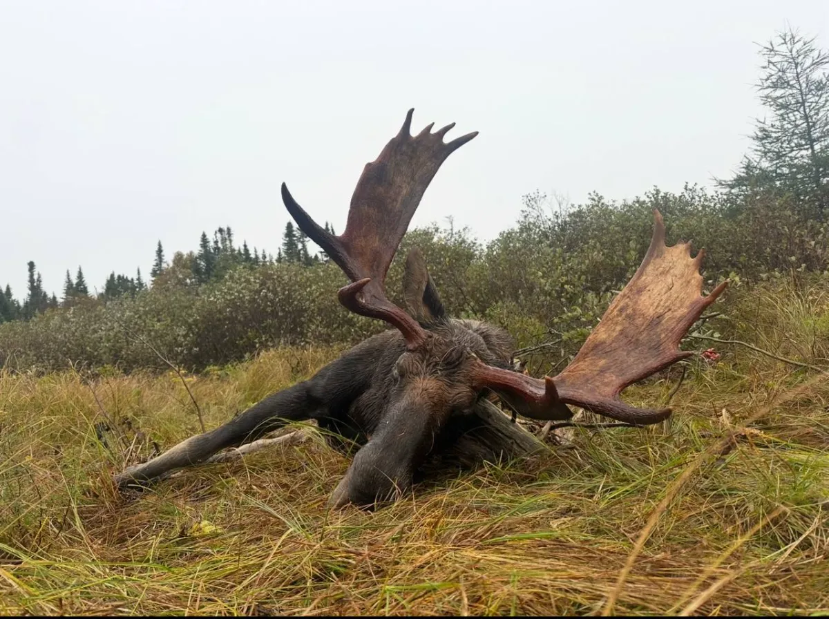 Shiras Moose Hunting 101 for Beginners: Western vs Alaska, Yukon, Mainland Canada, and Maine Moose Hunting, Gear, Strategy, and Tips