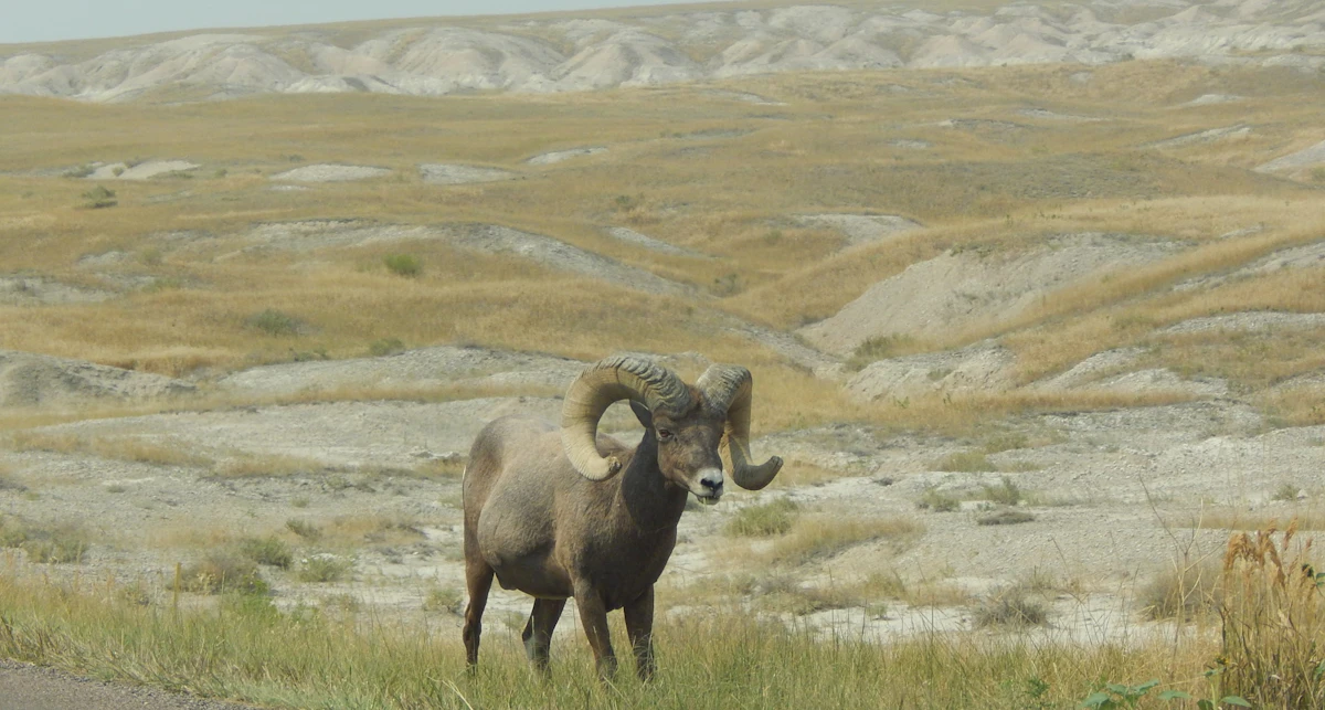 South Dakota Big Game Draw Guide 2027: Draw Odds, Preference Points & Deadlines