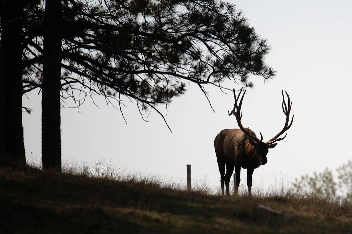 South Dakota Elk Draw 2027: Draw Odds, Preference Points, Tags & Deadlines