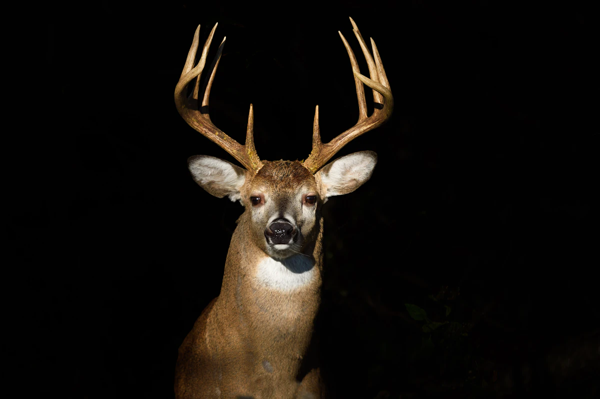 South Dakota Guided Whitetail Hunts 2027: Tags & Outfitters