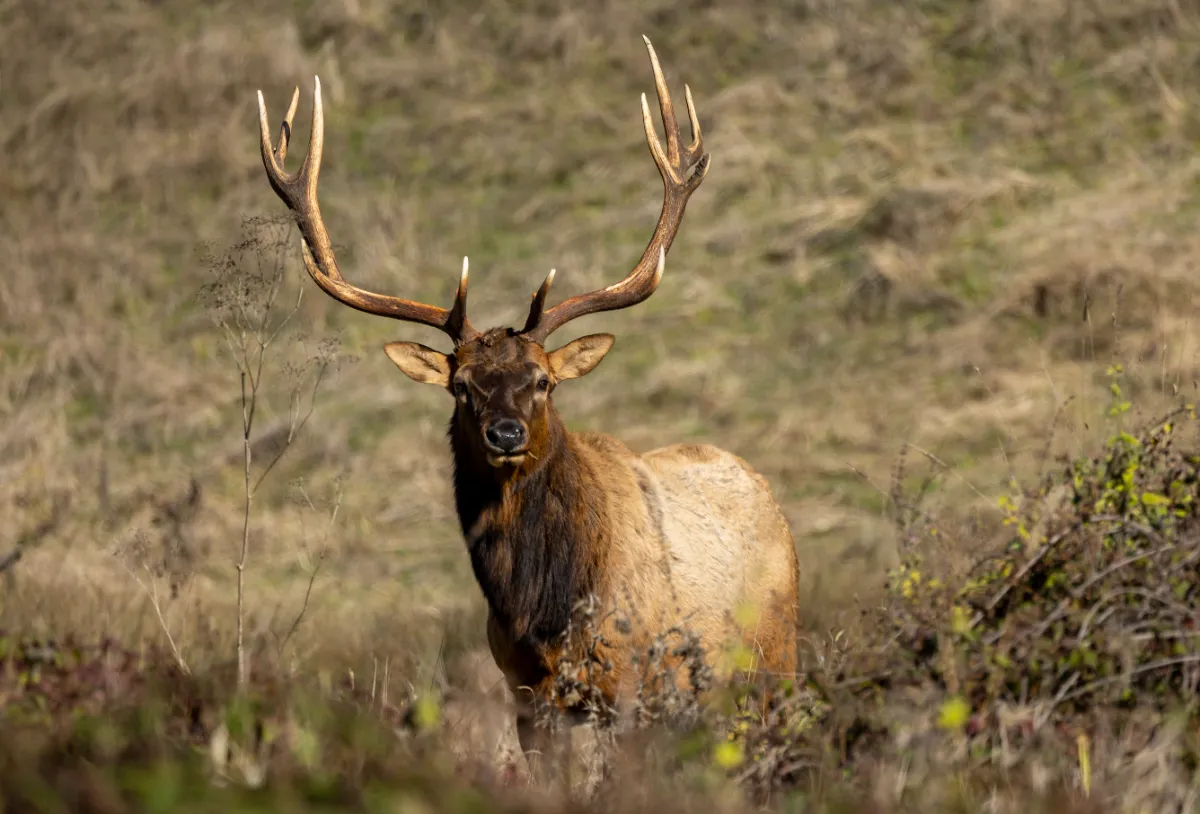 Spot and Stalk Hunting: Real-World Tactics, Terrain, and Pressure in 2026
