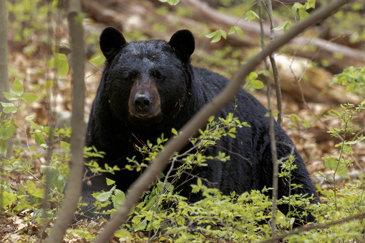 Spring Bear Hunting in the West: 2027 State-by-State Guide
