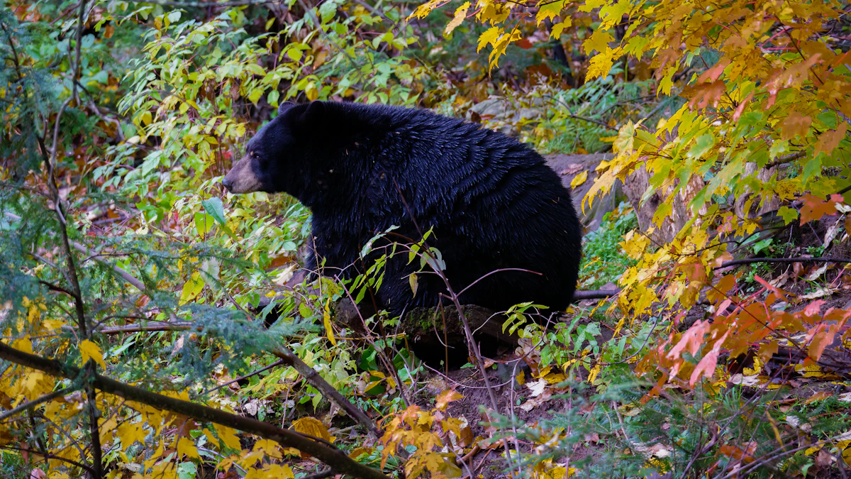Spring vs Fall Bear Hunting: Which Season Is Right for You?