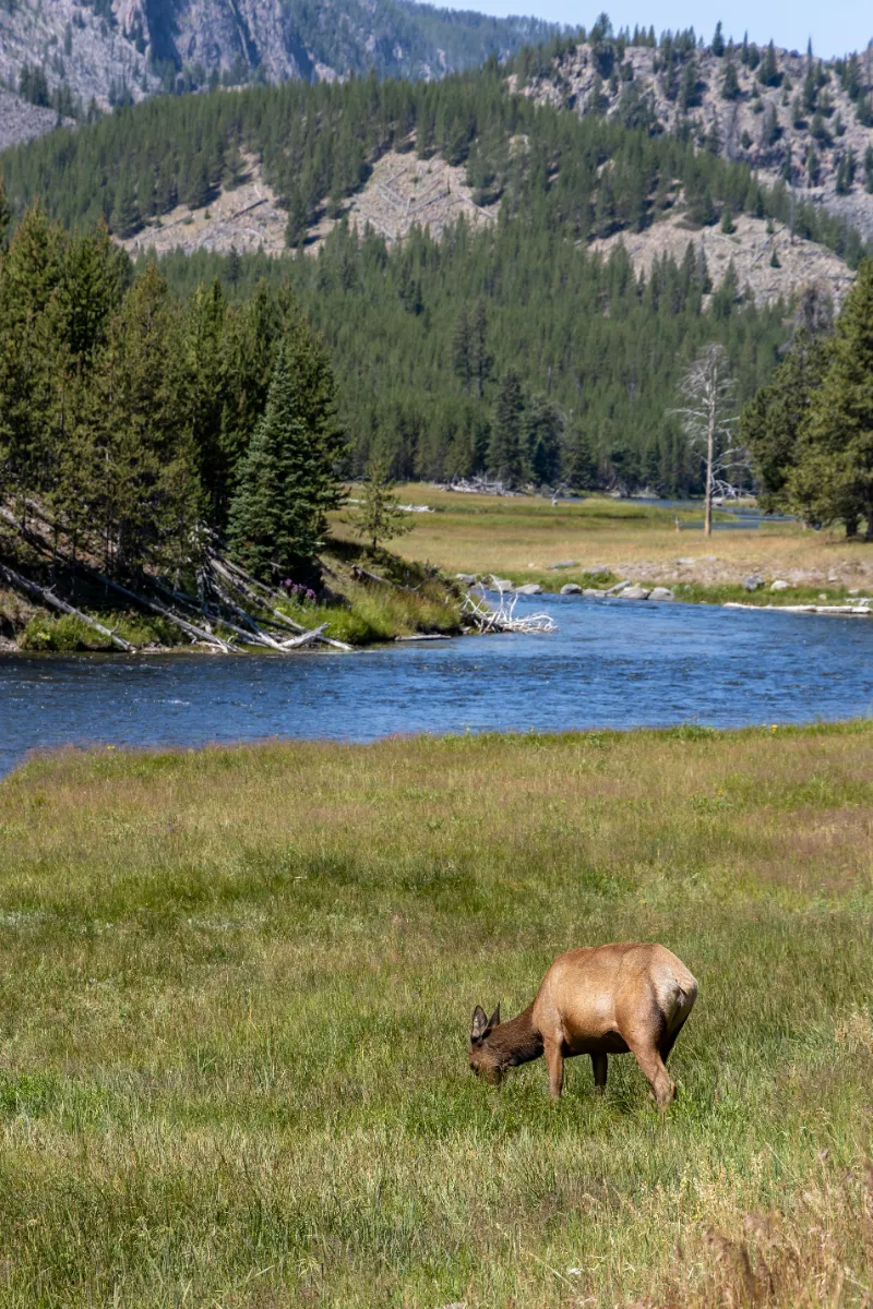 Summer Scouting for Elk in 2026: Realistic Strategies for Western Hunters