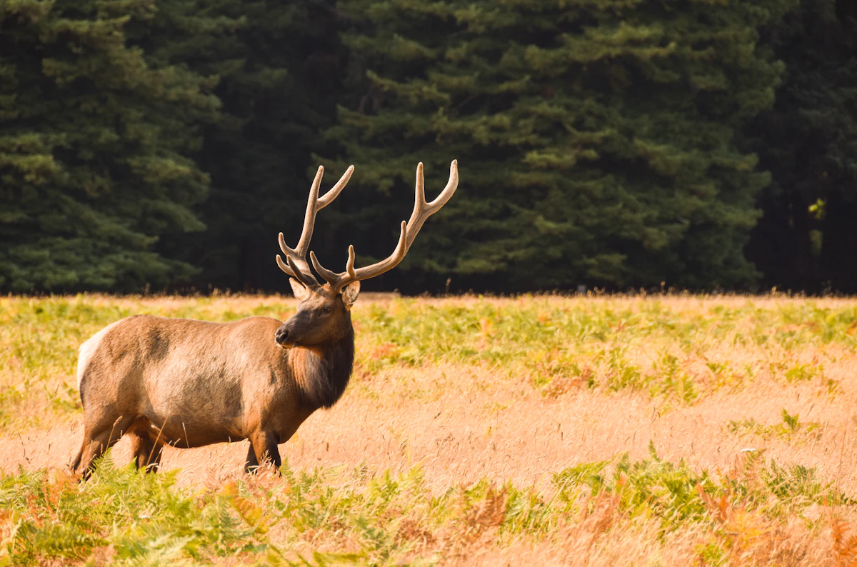 The Biggest Mistakes DIY Elk Hunters Make (And How to Avoid Them)