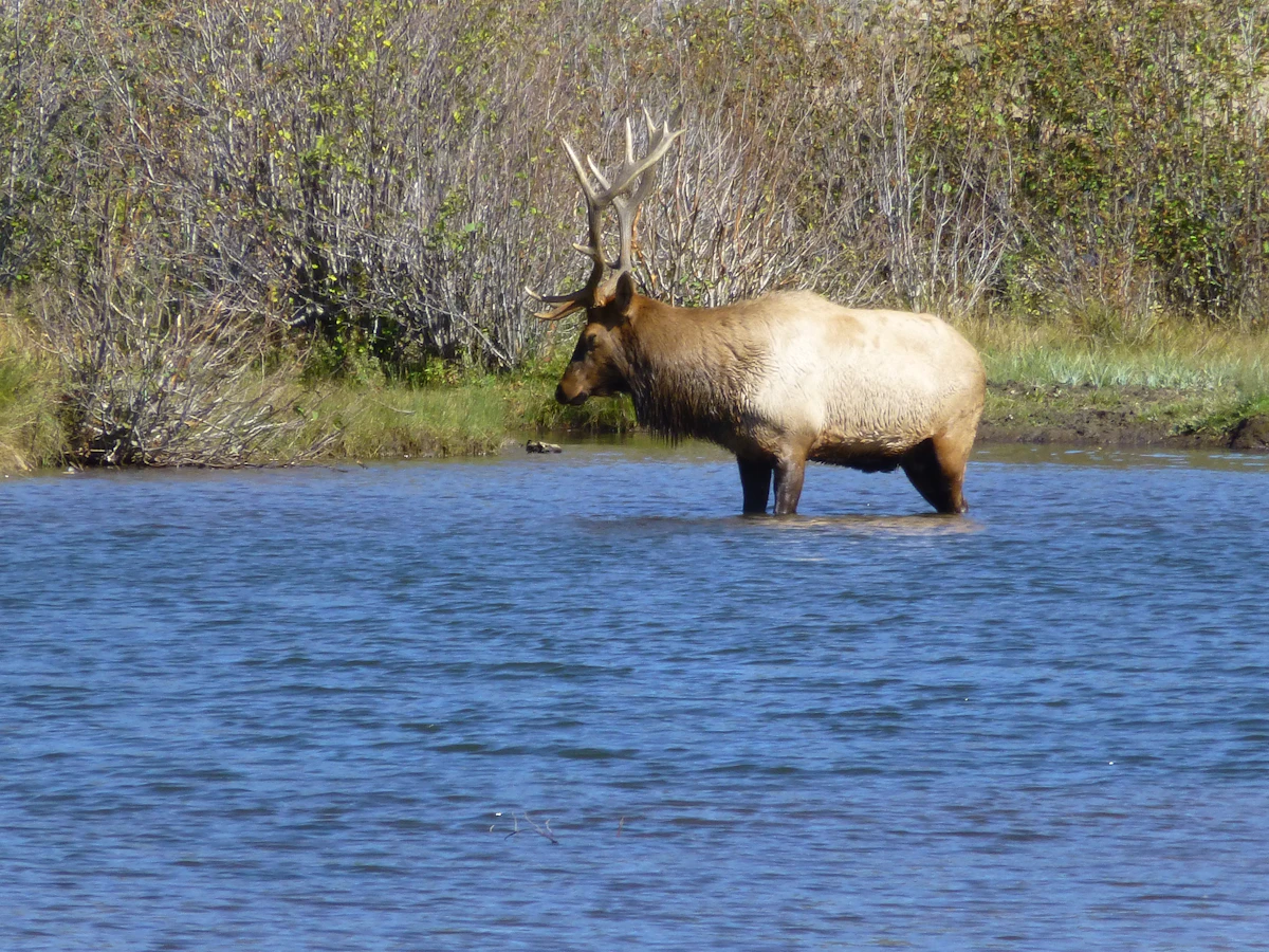 The Biggest Mistakes Hunters Make Looking for Elk