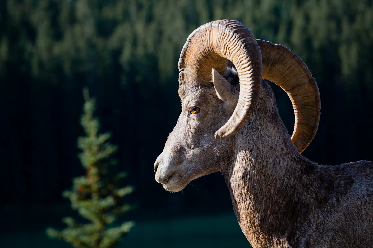 Ultimate Sheep Hunting Guide: Draw Strategy, Scouting, and Field Tactics