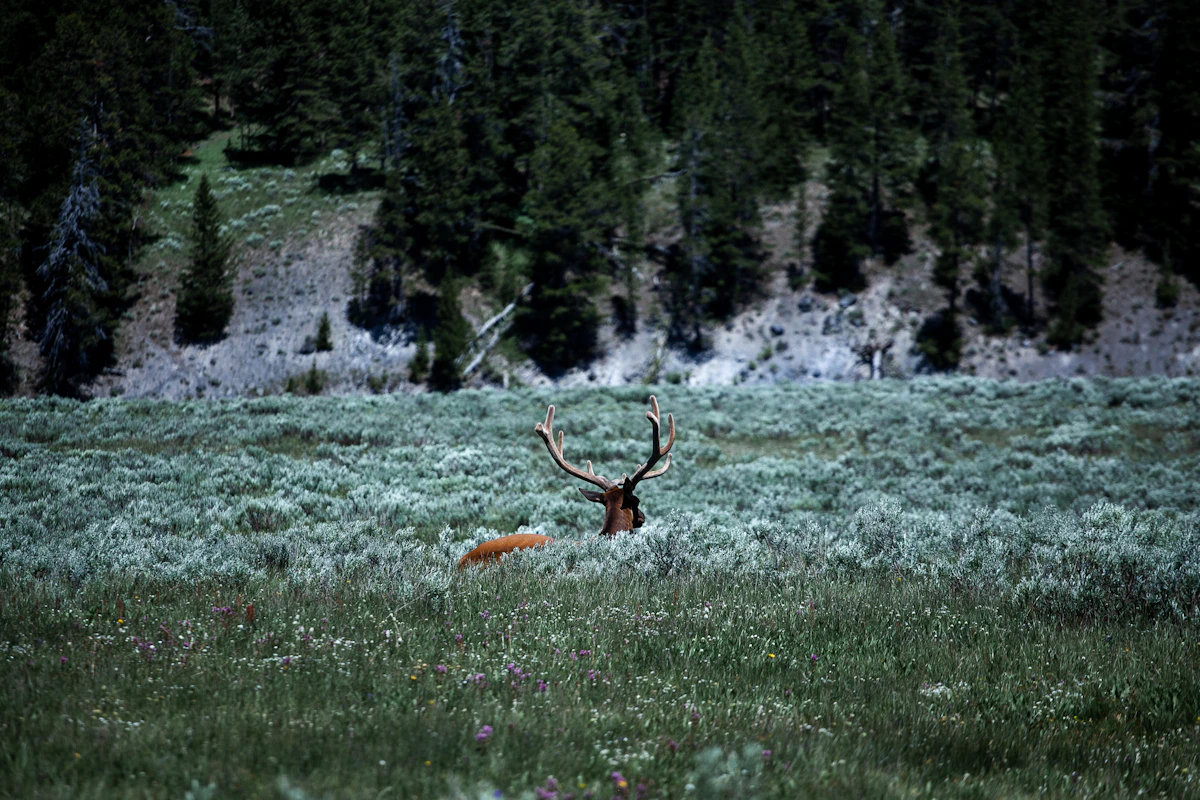 Understanding Elk Bedding Areas: Real-World Tactics for Finding and Hunting Bedding Zones