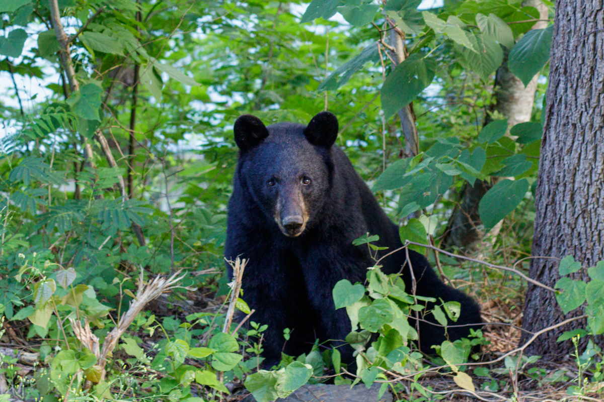 Understanding Florida Bear Population Management: How the State Balances Conservation and Safety