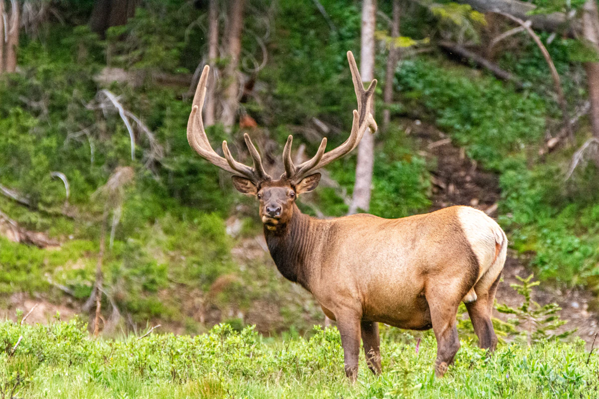 Understanding G1-G6 Measurements | Elk & Deer Scoring Guide
