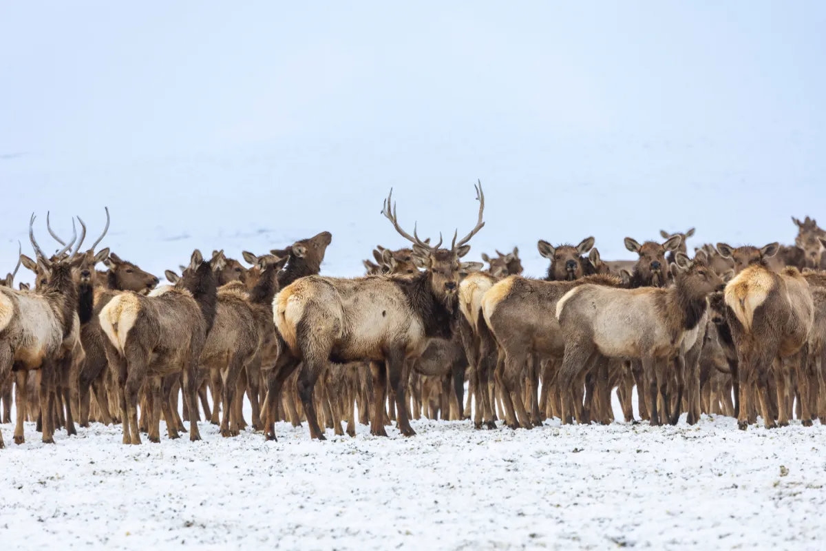 Understanding Migration Corridors: The Key to Western Big-Game Success
