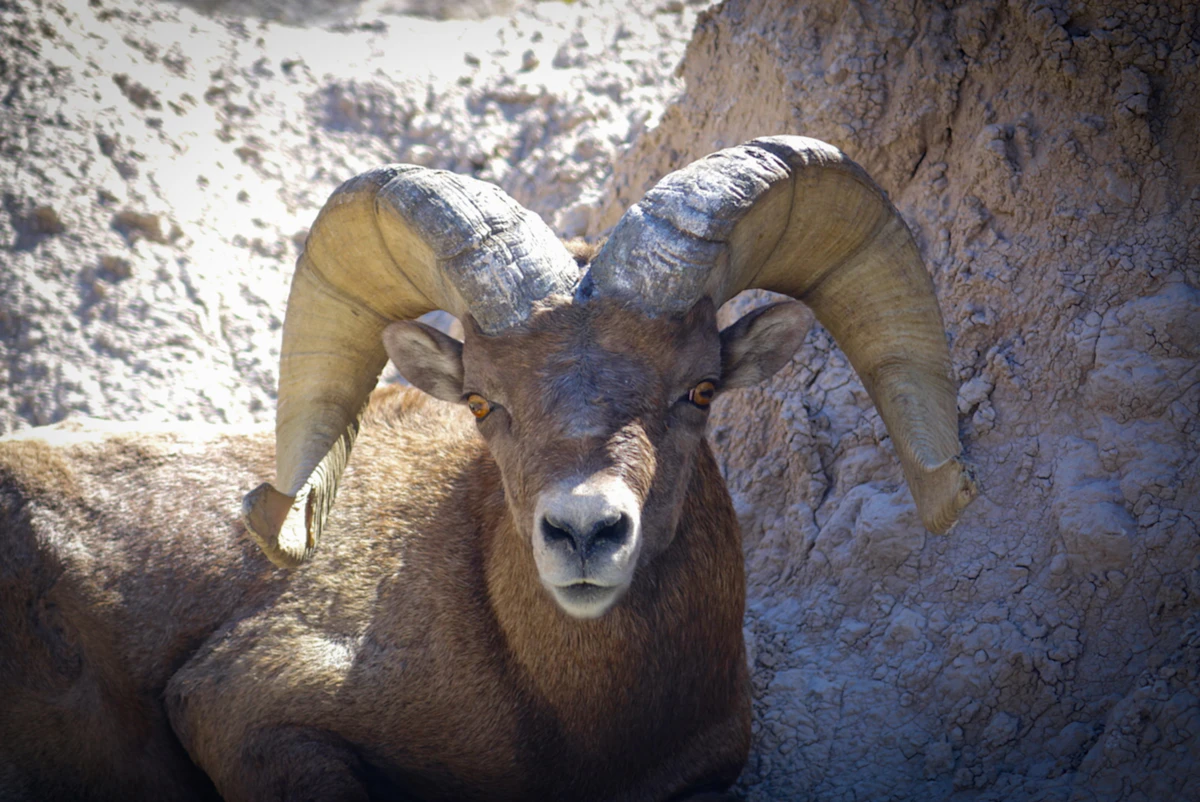 Utah Guided Bighorn Sheep Hunts 2027: Draw Odds & Costs