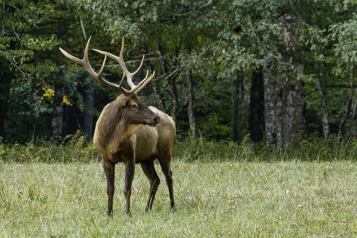 Virginia Elk Draw Odds and Tag Guide 2027: Lottery, Tags & Costs