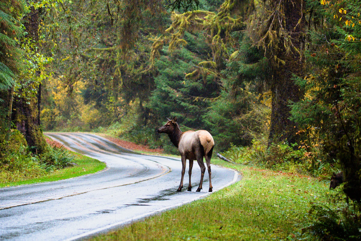 Washington Elk Draw Odds 2027: Points & Permit Guide