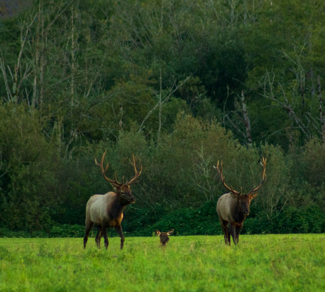 Washington Guided Elk Hunts 2027: Tags & Draw Guide