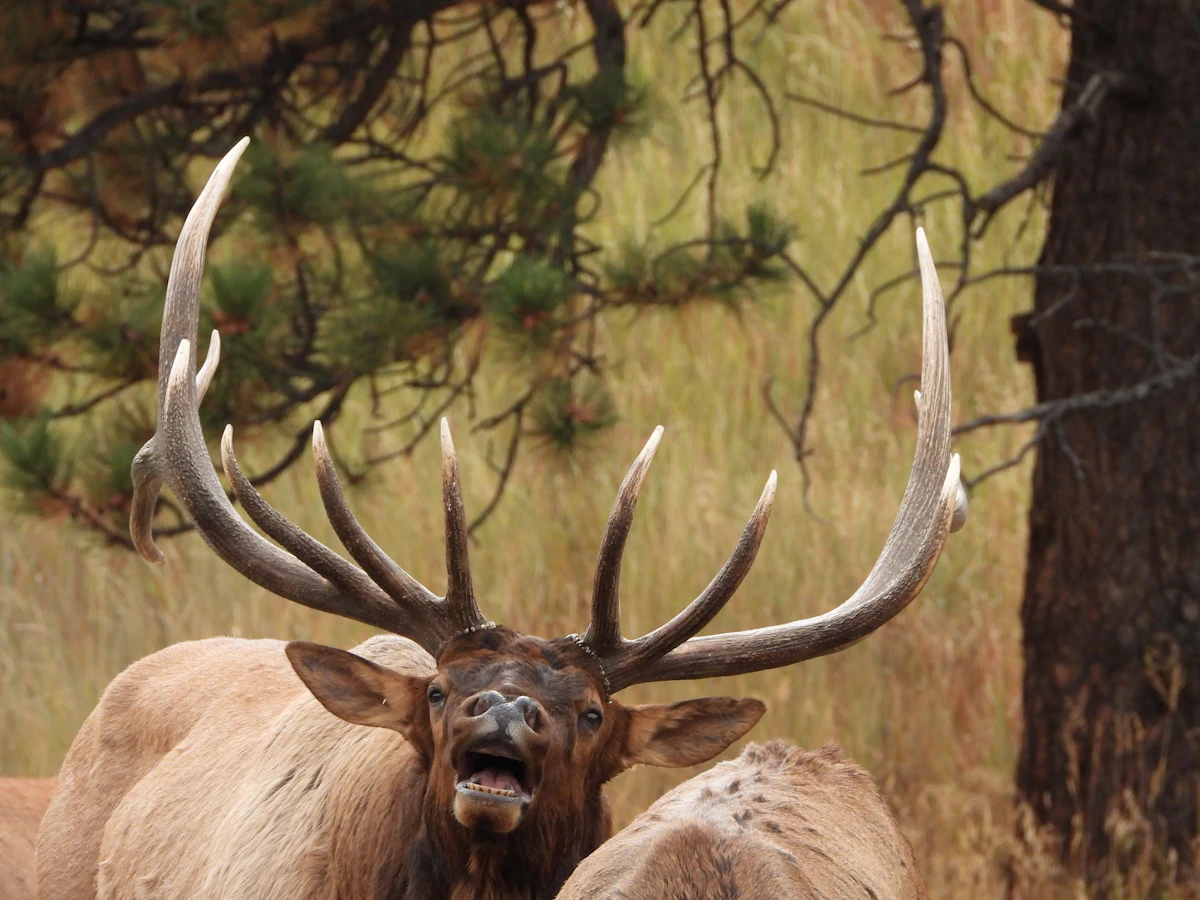 What Bulls Are Thinking During the Rut: Inside the Mind of a Rutting Elk