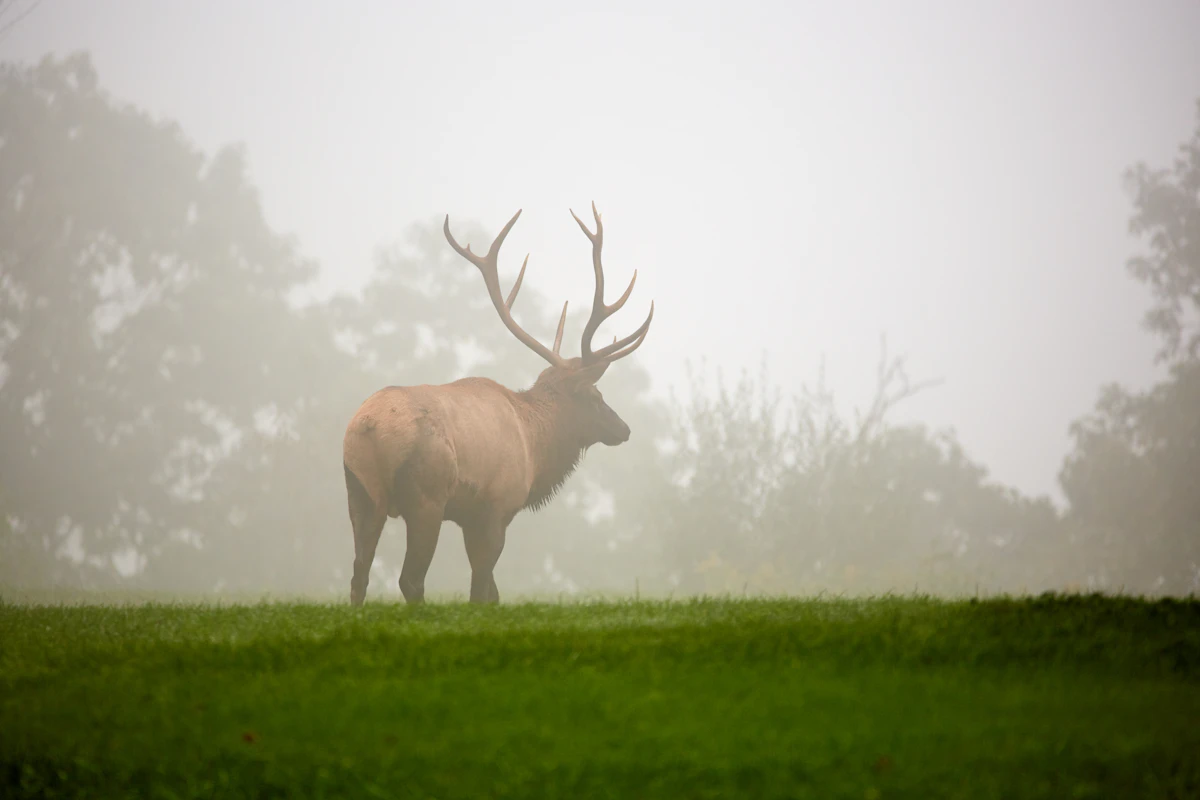 When Not to Bugle: Reading the Rut and Knowing When Silence Wins