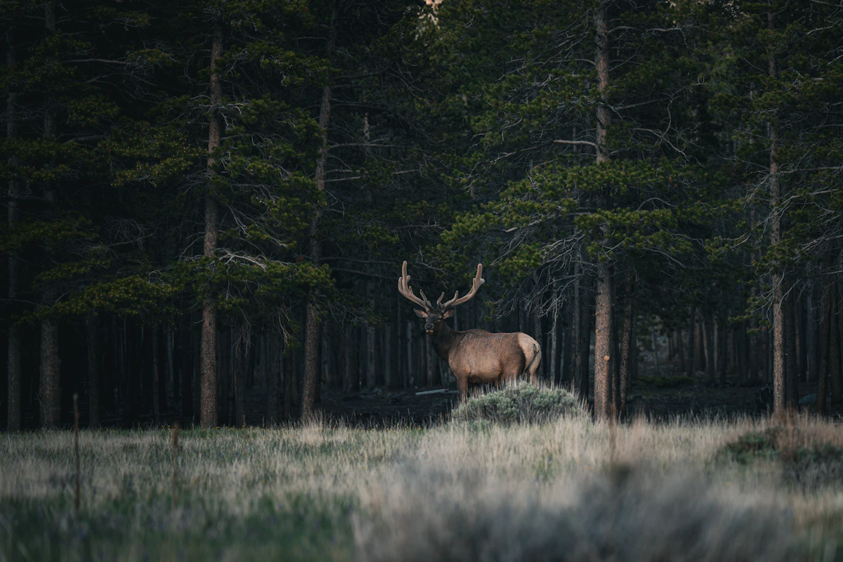 When to Stop Calling — Knowing When Elk Won't Respond