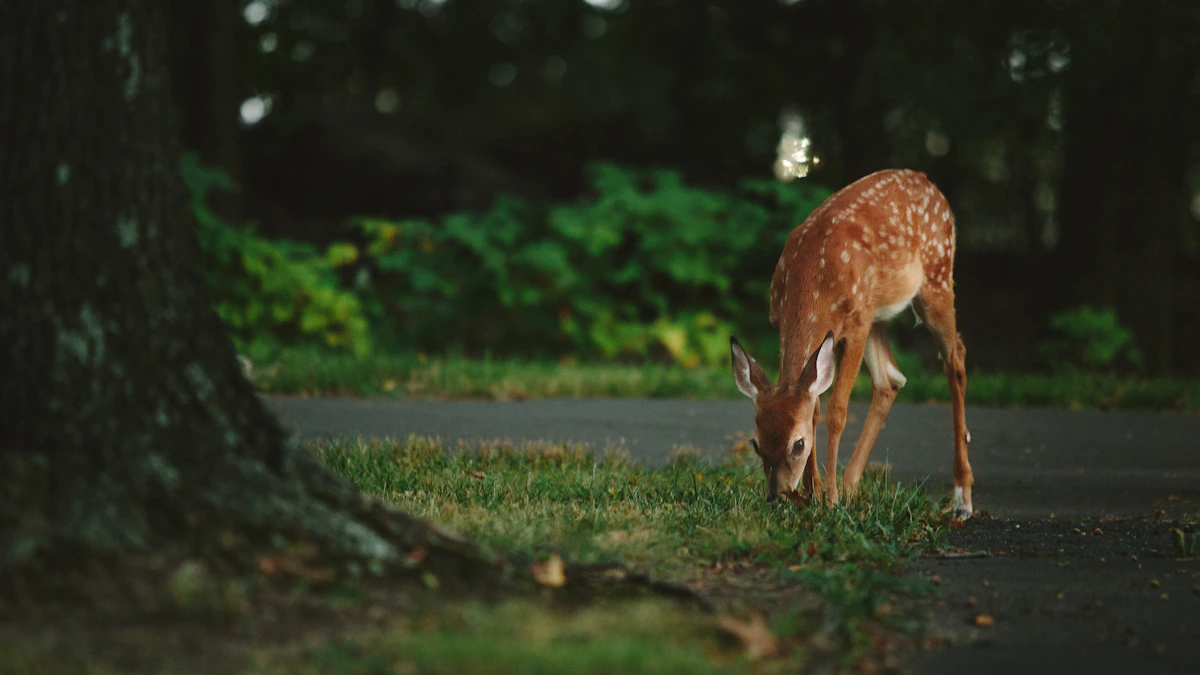 Whitetail Deer Food Sources Throughout the Season — What They Eat and When