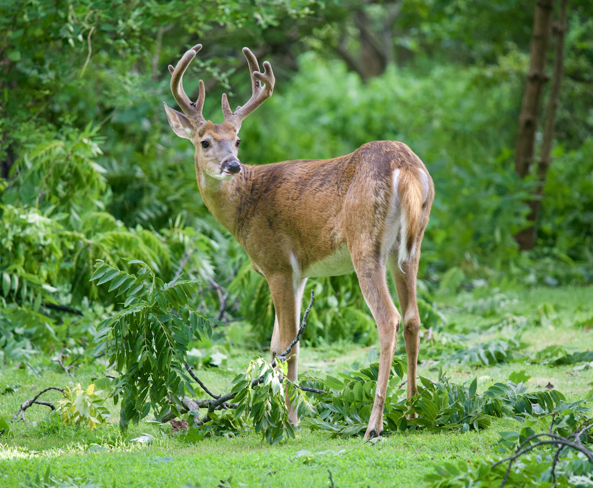 Whitetail Grunt Calls Explained: When, How, and Why They Work
