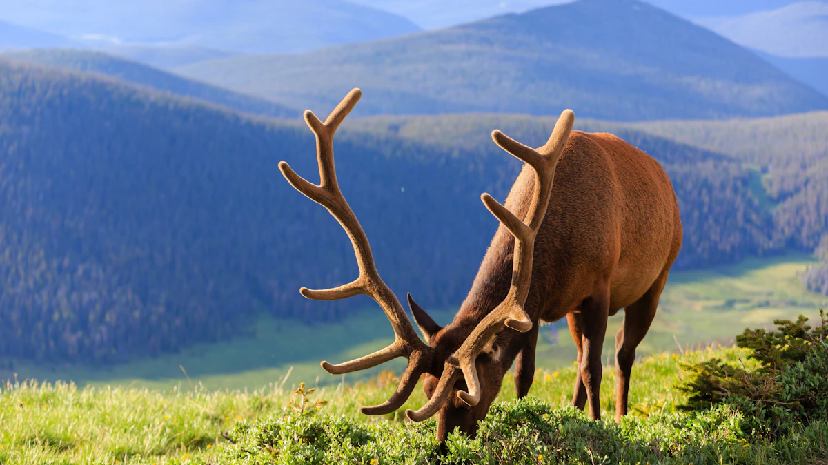 Why Bulls Bugle: The Science and Strategy Behind Elk Vocalizations