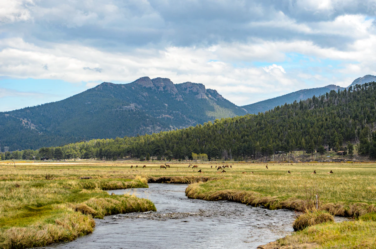 Why Bulls Hang Up at 80 Yards: The Frustrating Reality of Calling Elk
