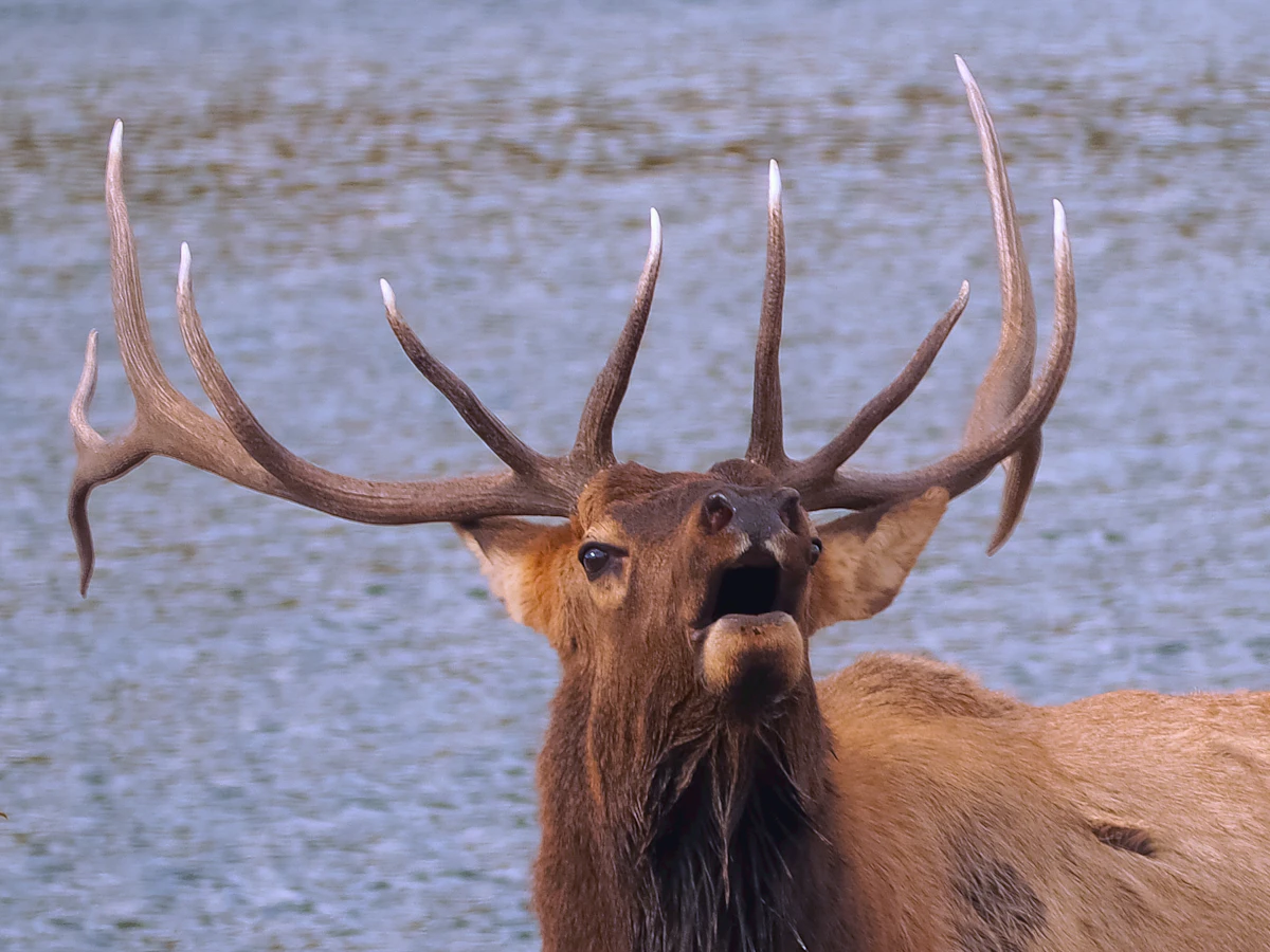 Why Elk Don't Respond to Calls — What's Going Wrong and How to Fix It