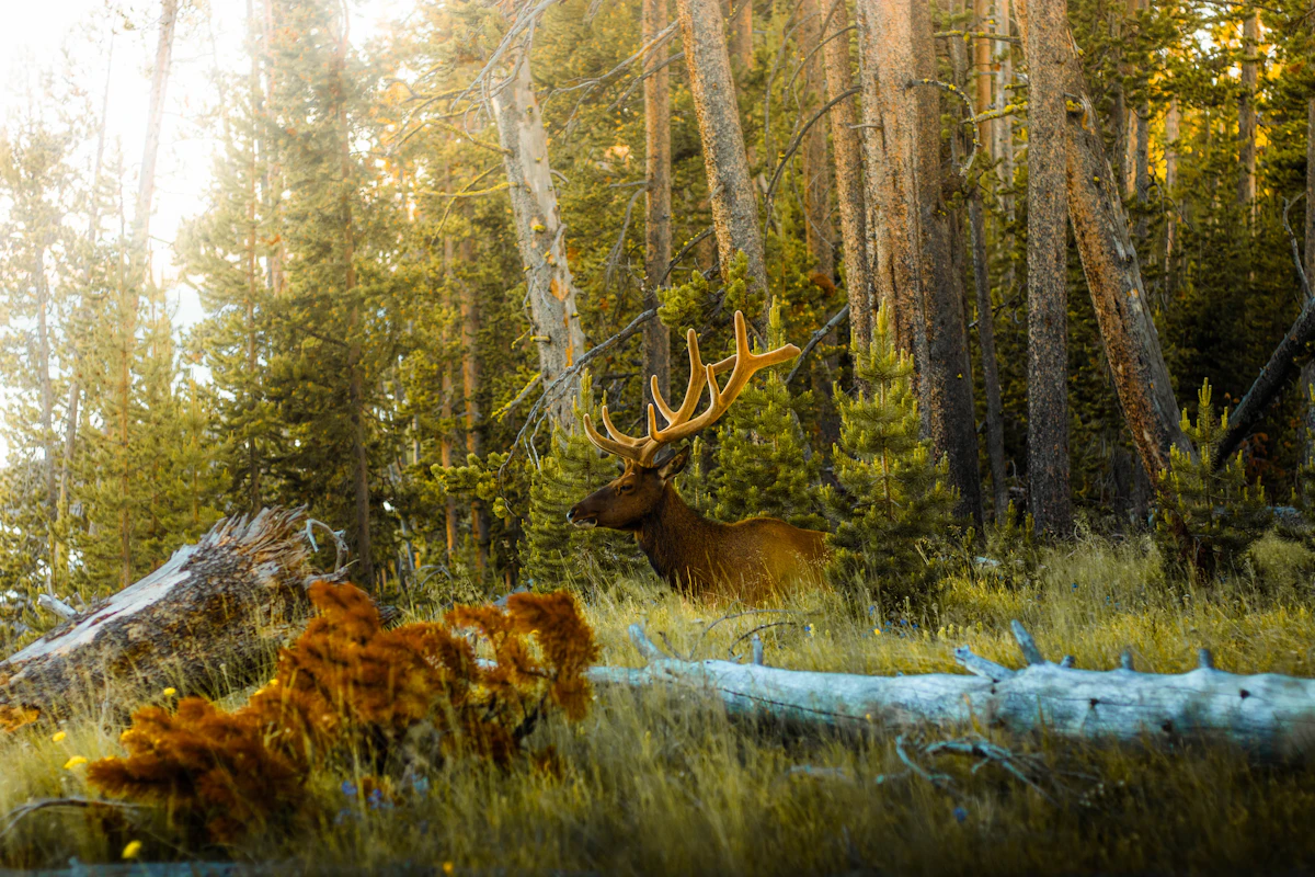 Why I Rarely Hunt the First Ridge — Lessons from 20 Years in Elk Country