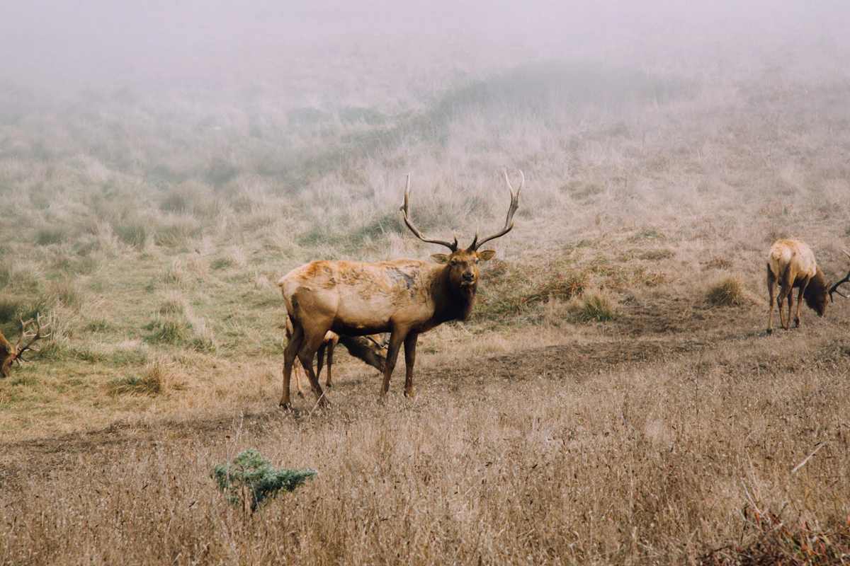 Why Most Hunters Walk Past Elk (And How to Stop)