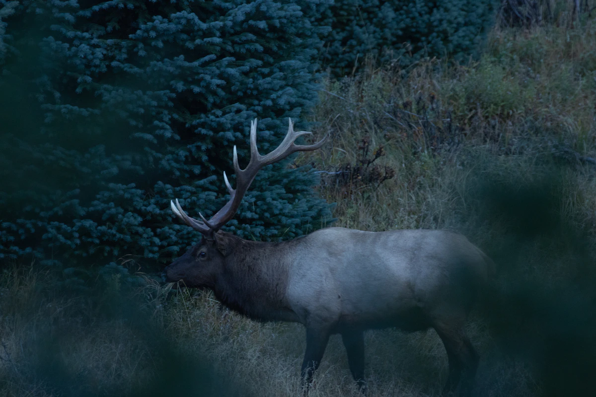 Why You Don't Always Have to Hike 10 Miles to Kill Big Bulls