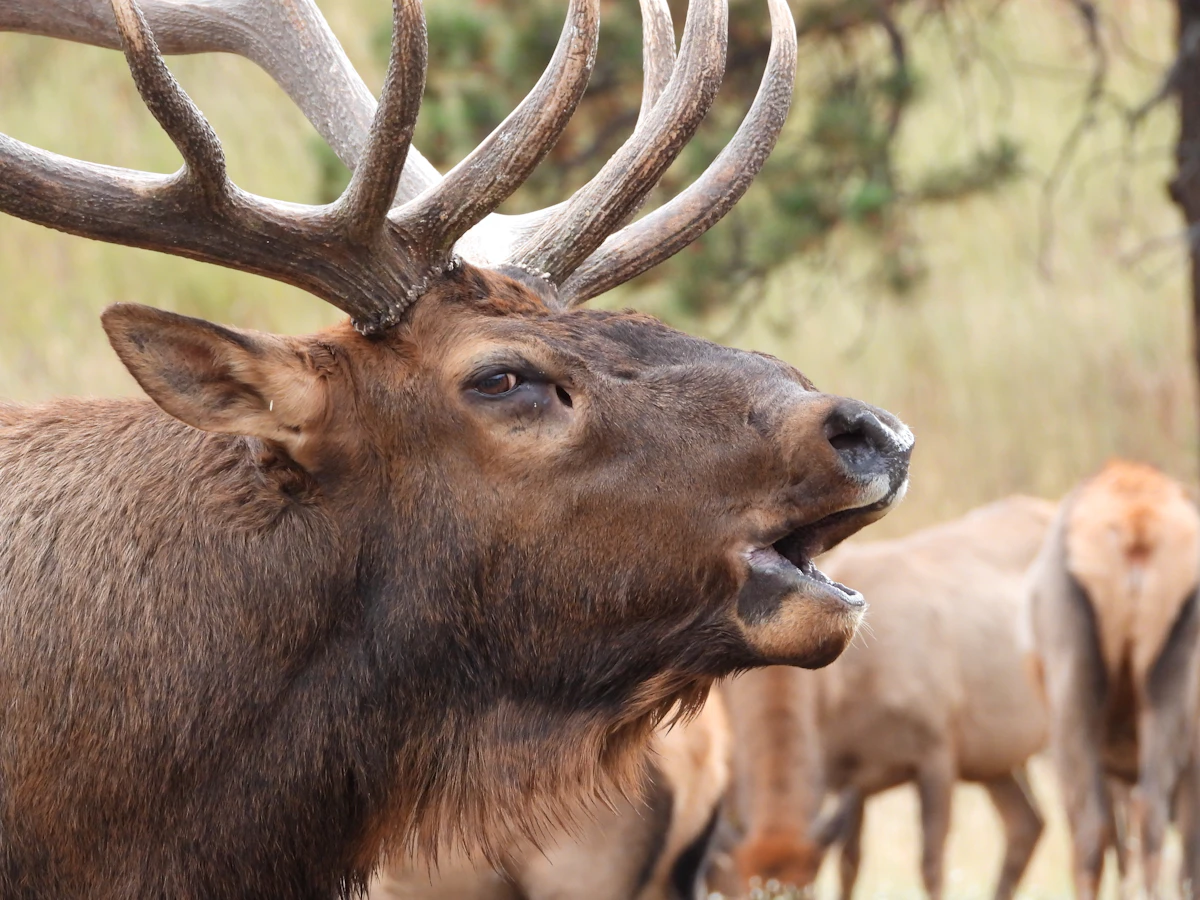 Why Young Bulls Respond More Aggressively Than Mature Bulls During the Rut