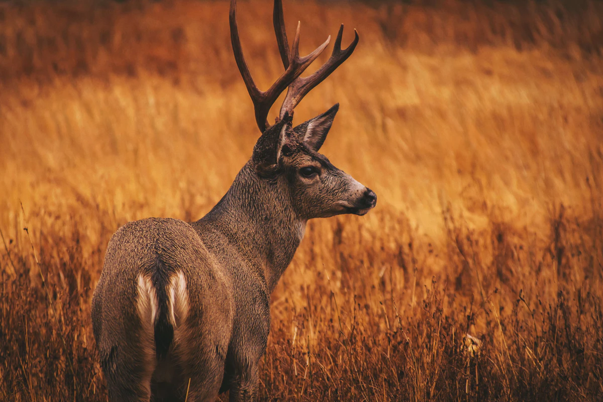 Wind Strategies for Whitetails: How to Hunt Every Condition