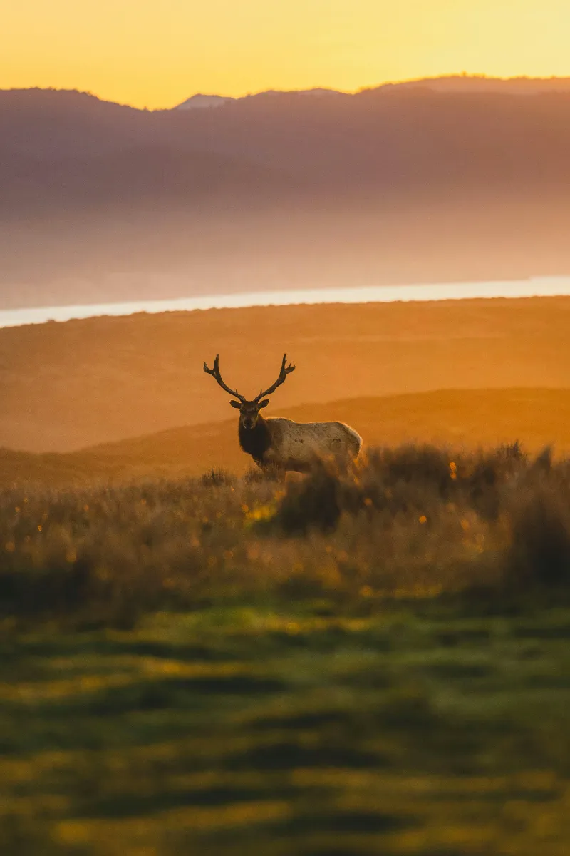 Wind Strategy for Elk Hunting: Hard Truths and Practical Tactics
