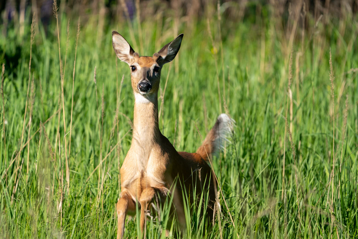 Wisconsin Antlerless Deer Tags 2027: Permits, Zones & Availability