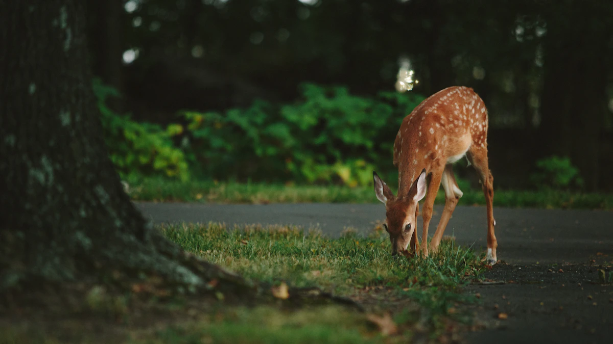 Wisconsin CWD Regulations 2027: Deer Hunting Rules & Testing Guide
