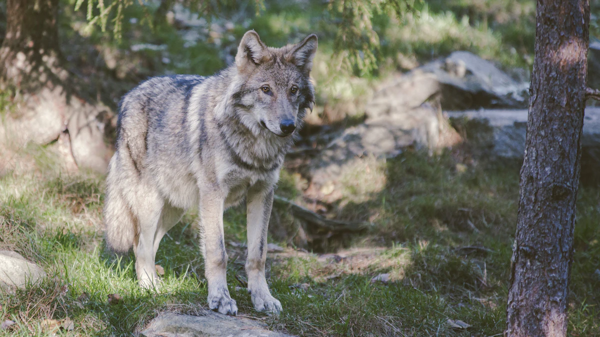 Wisconsin Wolf Population 2027: Latest Numbers, Trends, Management & Hunting Status