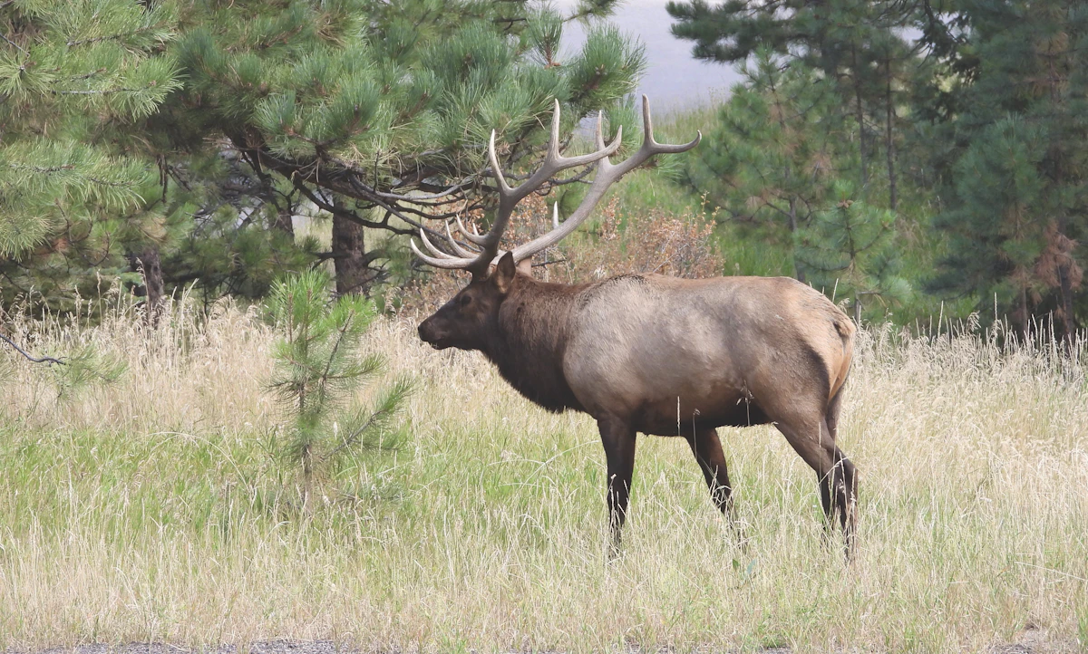 Wyoming General Elk Draw Odds 2027: Points & Strategy