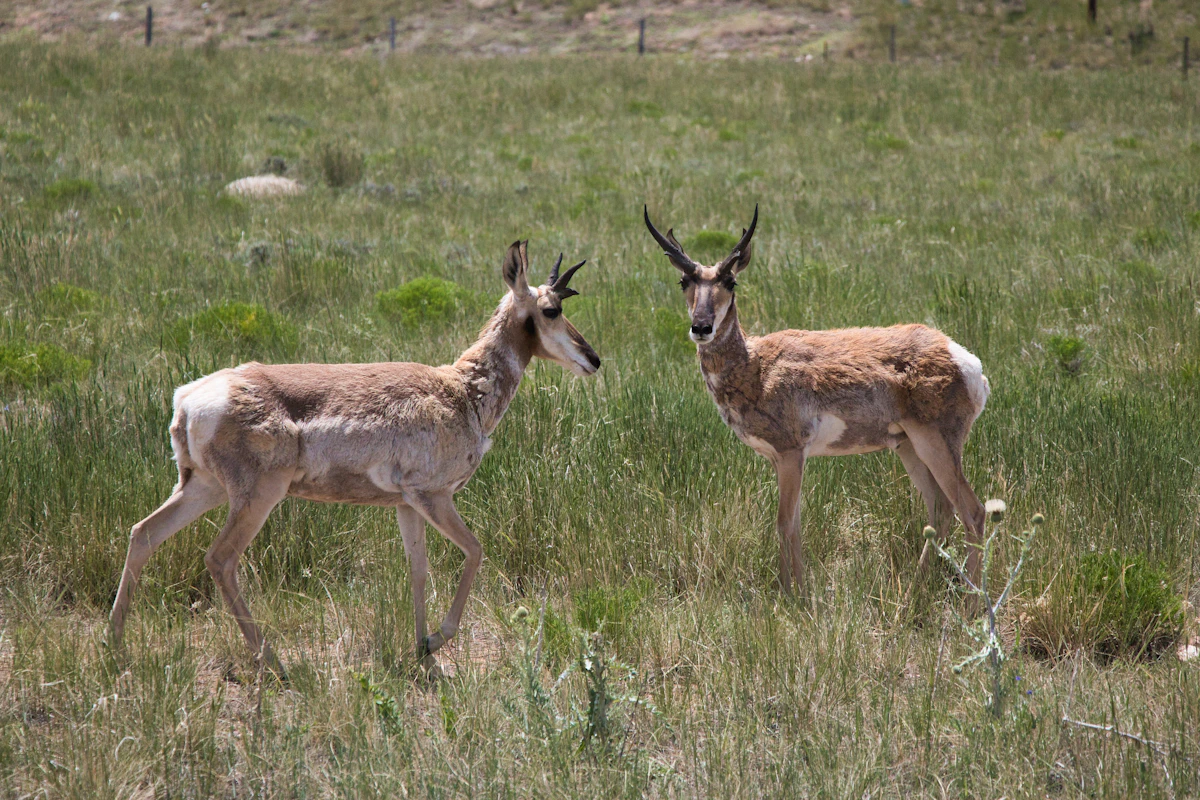 Wyoming Pronghorn Draw Odds With 0 Points: 2027 Guide