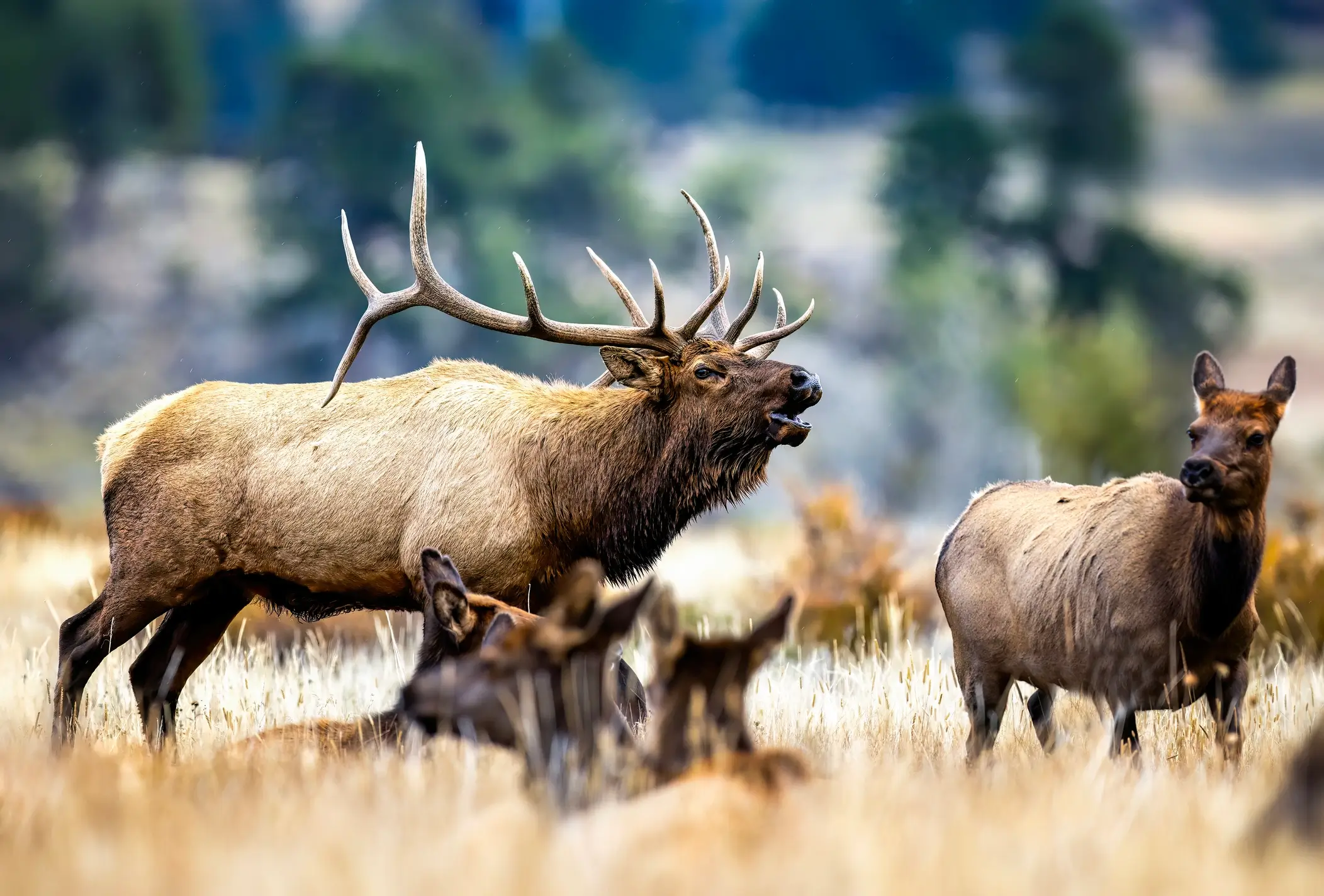 Western hunting landscape